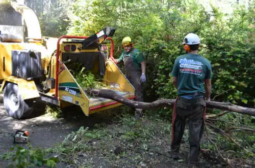 tree services Westview